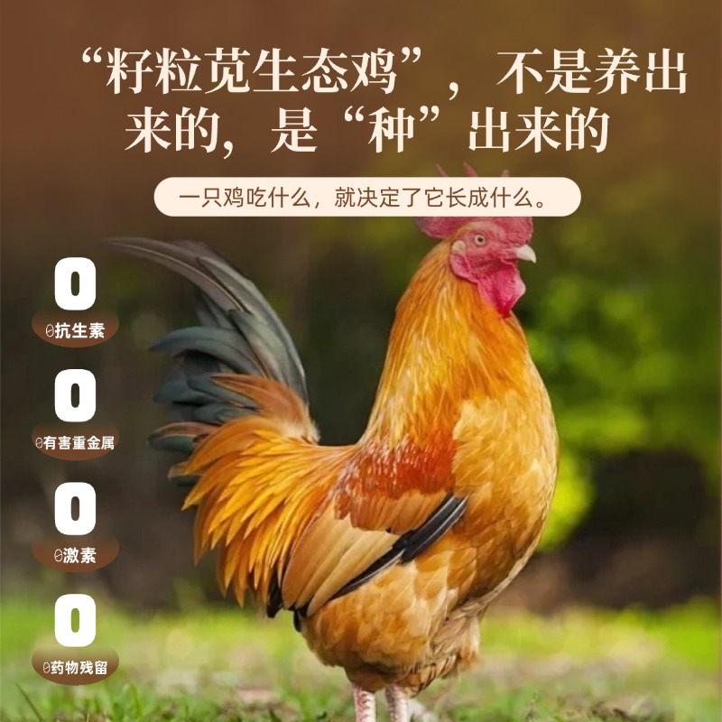 知食界 | 籽粒苋生态蛋鸡春节套餐