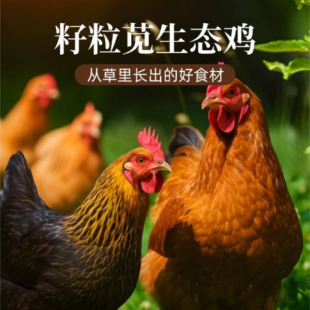 知食界 | 籽粒苋生态蛋鸡春节套餐