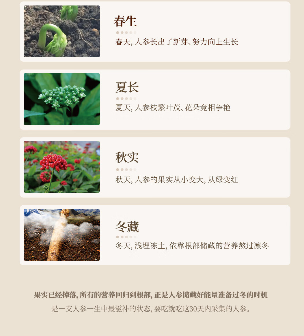 14头盏灯-蜜制陈皮人参（单条）