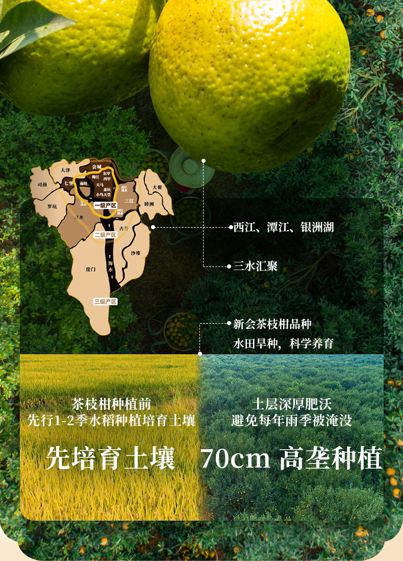 20头盏灯-陈香-五年陈-200g