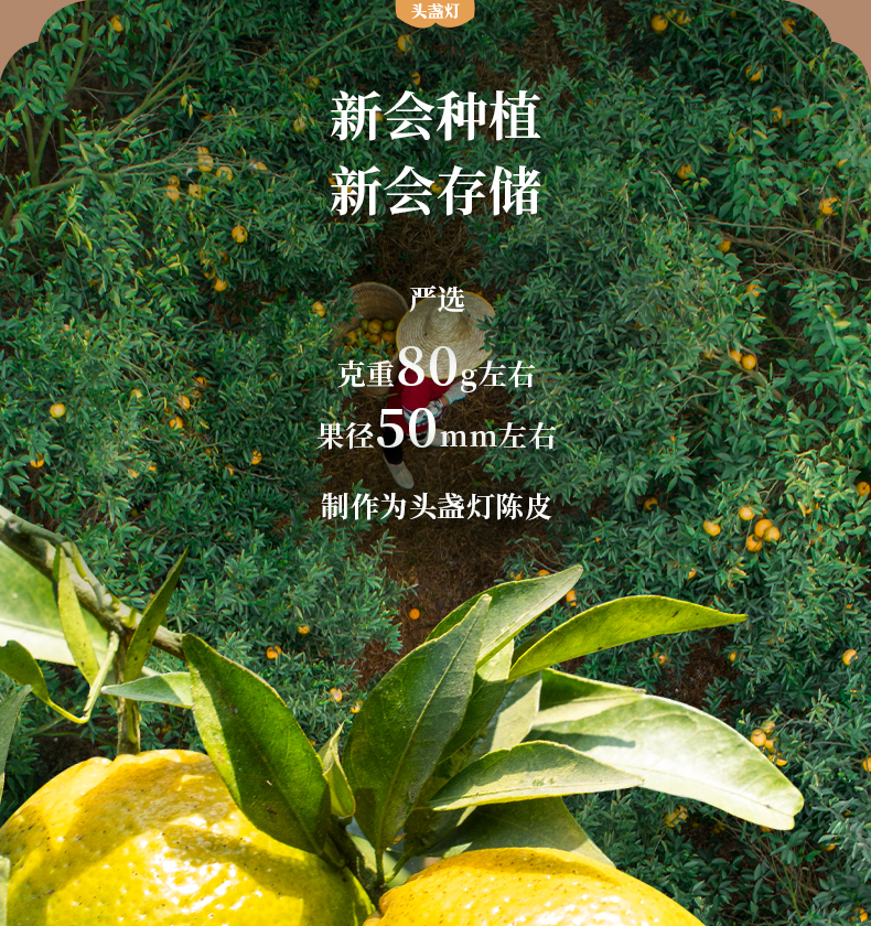 21头盏灯-陈香-十二年陈-200g