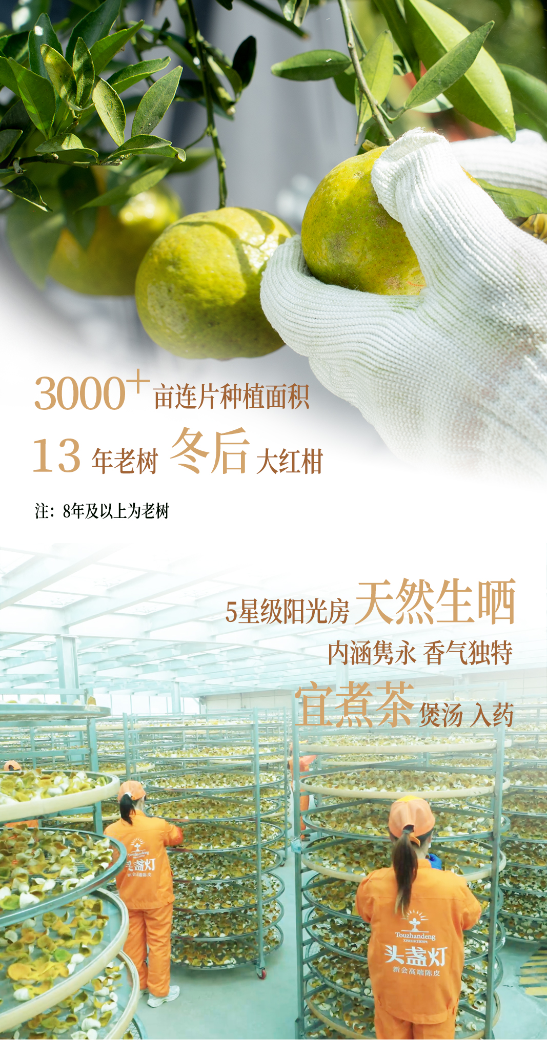 26头盏灯-一桶金-5年-100g