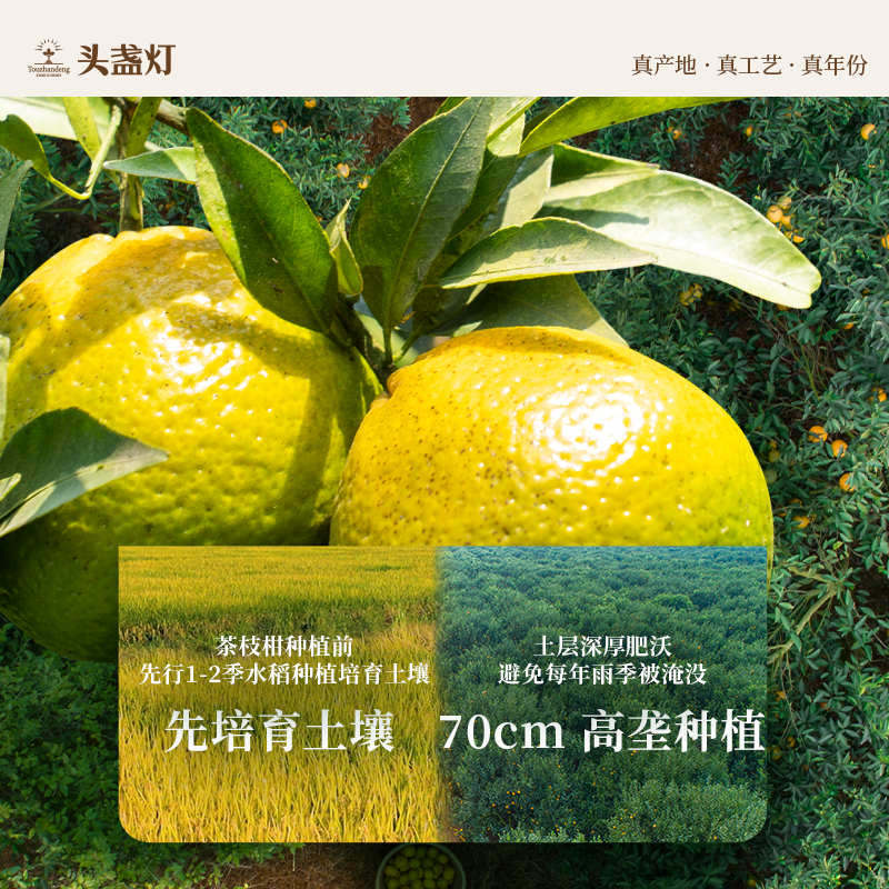 21头盏灯-陈香-十二年陈-200g