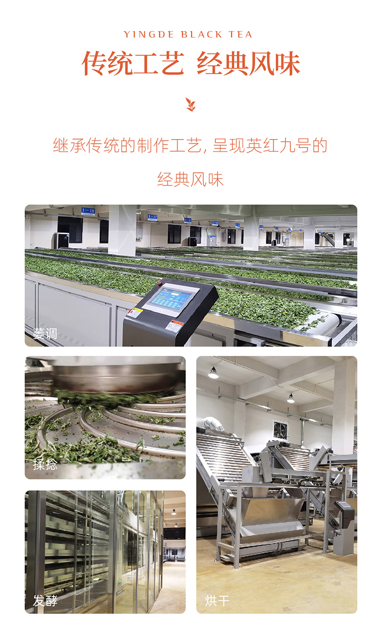 白露 英红九号罐装