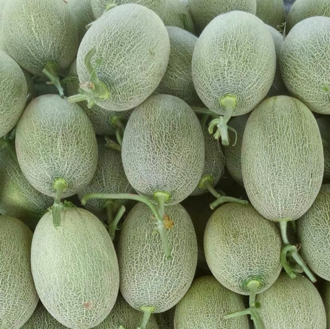 新疆超甜哈密瓜1.5～2kg（样板不发货）
