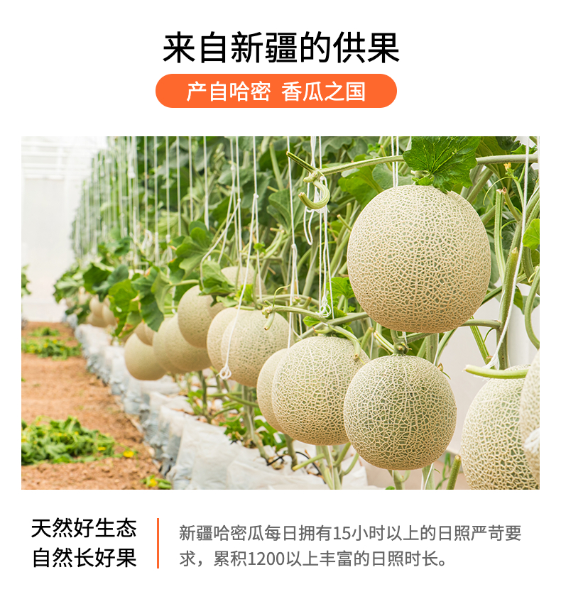 新疆超甜哈密瓜1.5～2kg（样板不发货）