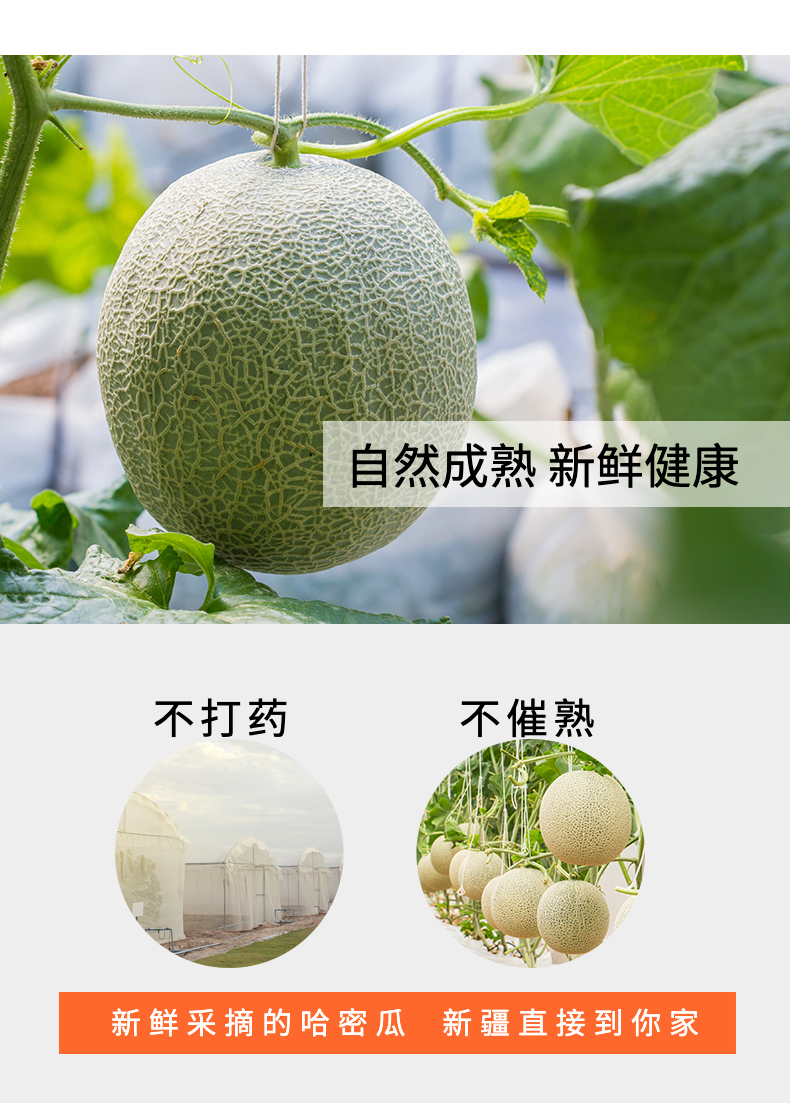 新疆超甜哈密瓜1.5～2kg（样板不发货）