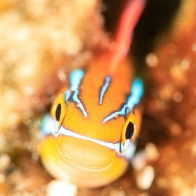 1.18-22海南当地自驾潜水，陵水双帆石，分界洲潜水，冲浪